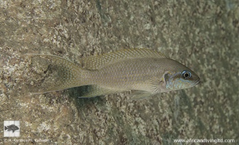 Neolamprologus brichardi 'Ninde'